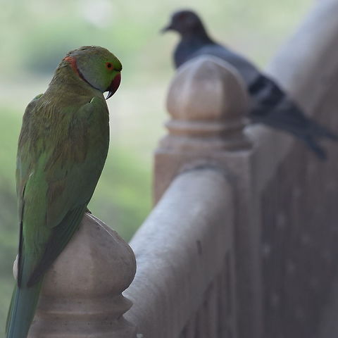 Birds A parrot and a pigeon is beside the Taj Mahal.  Geotagged,India,Psittacula krameri,Rose-ringed Parakeet,Spring
