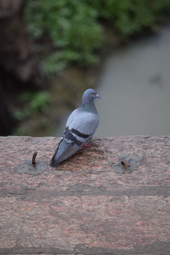 Pigeon Catcheye on a pigeon in India.  Columba livia,Geotagged,India,Rock dove,Spring