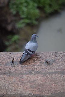 Pigeon Catcheye on a pigeon in India.  Columba livia,Geotagged,India,Rock dove,Spring