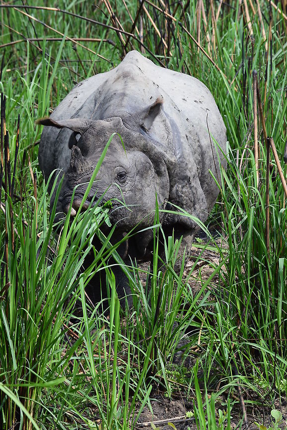 Rhino A rhino has passed in Chitwan NP, Nepal.  Geotagged,Indian rhinoceros,Nepal,Rhinoceros unicornis,Spring