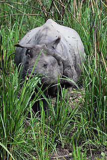 Rhino A rhino has passed in Chitwan NP, Nepal.  Geotagged,Indian rhinoceros,Nepal,Rhinoceros unicornis,Spring