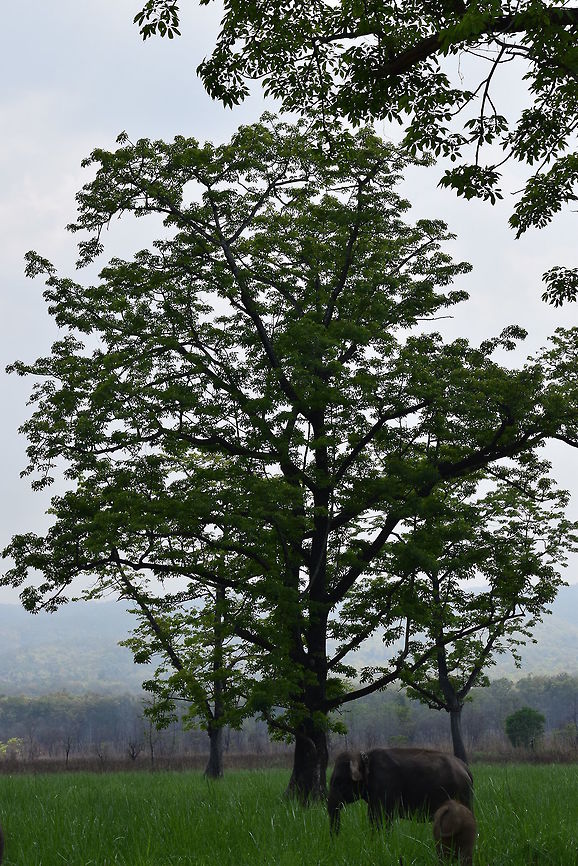 Elephant family An elephant family is having a rest in Chitwan NP, Nepal.  Asian elephant,Elephas maximus,Geotagged,Nepal,Spring