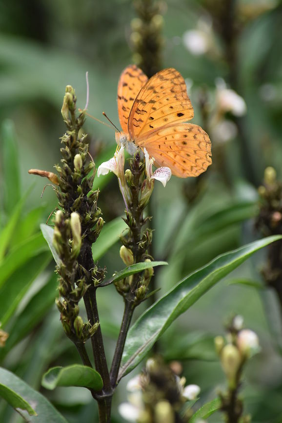 Butterfly Butterfly in Lumbini, Nepal.  Common Leopard,Geotagged,Nepal,Phalanta phalantha,Spring