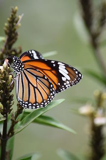Butterfly Hundreds of butterfly in Lumbini, Nepal.  Common Tiger,Danaus genutia,Geotagged,Nepal,Spring