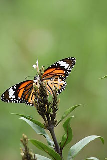 Butterfly Catcheye on a butterfly in Lumbini, Nepal.  Common Tiger,Danaus genutia,Geotagged,Nepal,Spring