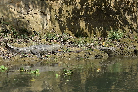 Crocodiles Canoe trip with crocodiles on the bank of the river, Nepal.  Crocodylus palustris,Geotagged,Mugger crocodile,Nepal,Spring