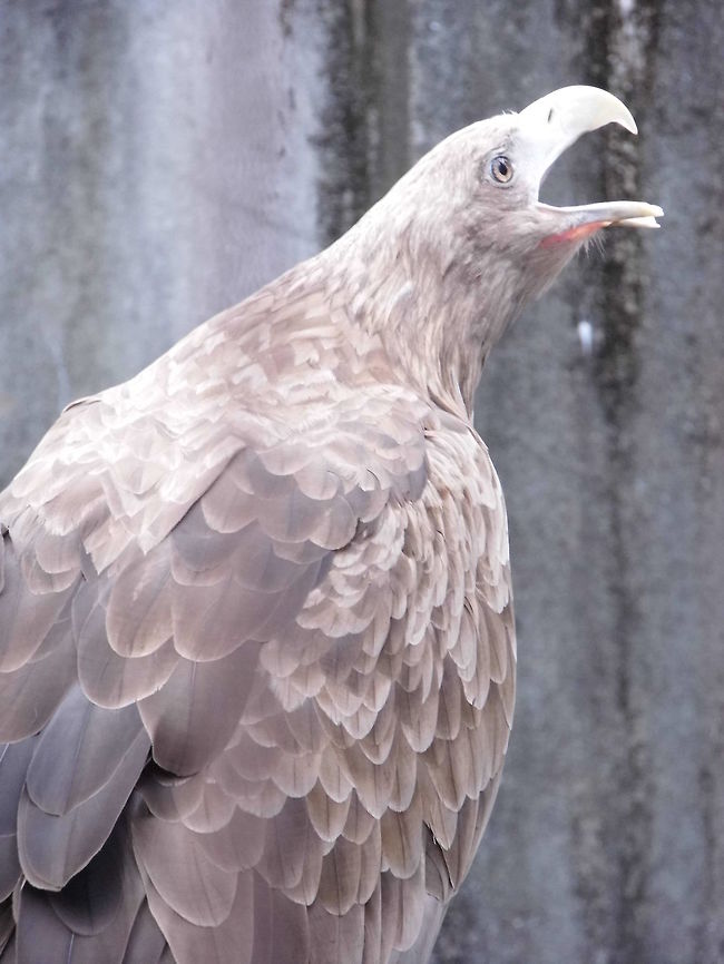 Eagle An eagle in the Zoo, Tokyo.  Geotagged,Haliaeetus albicilla,Japan,White-tailed Eagle,Winter