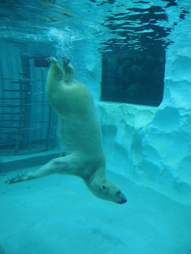 Polar bear Polar bear in the Zoo, Tokyo.  Geotagged,Japan,Polar Bear,Ursus maritimus,Winter