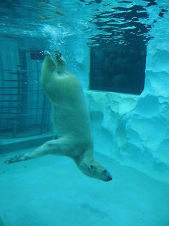 Polar bear Polar bear in the Zoo, Tokyo.  Geotagged,Japan,Polar Bear,Ursus maritimus,Winter