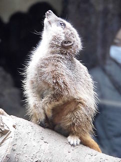 Meerkat A meerkat in the zoo, Tokyo. Geotagged,Japan,Meerkat,Suricata suricatta,Winter