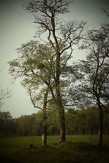 Kis-Balaton A small and quiet Hungarian National Park.  Fall,Geotagged,Hungary