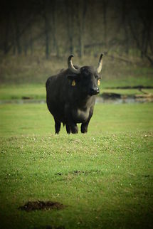 Cow Cow is in the middle of the field at Kis-Balaton.  Bos primigenius taurus,Cattle,Fall,Geotagged,Hungary