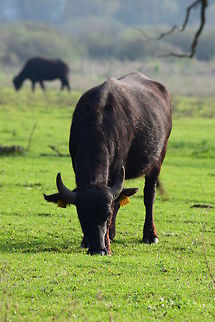 Cows Cows are on the field at Kis-Balaton.  Bos primigenius taurus,Cattle,Fall,Geotagged,Hungary