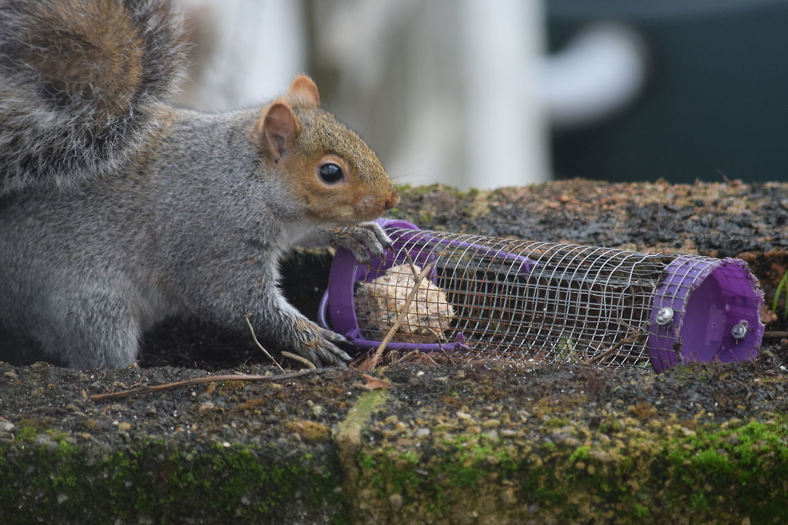 Squirrel A squirrel wants the whole feeder to itself in our garden.  Eastern gray squirrel,Fall,Geotagged,Sciurus carolinensis,United Kingdom