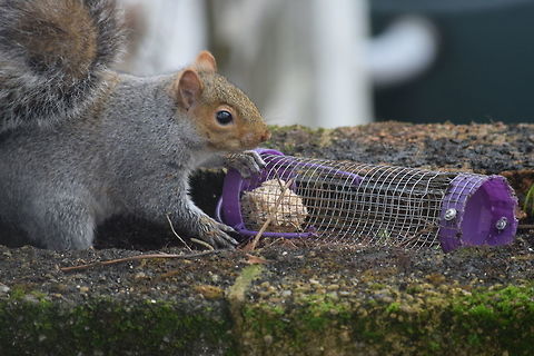 Squirrel A squirrel wants the whole feeder to itself in our garden.  Eastern gray squirrel,Fall,Geotagged,Sciurus carolinensis,United Kingdom