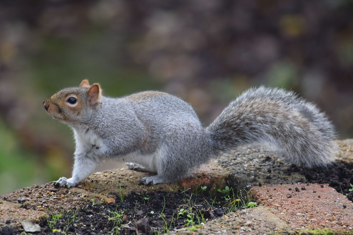 Squirrel A squirrel is looking for food in our garden.  Eastern gray squirrel,Fall,Geotagged,Invasive species,Sciurus carolinensis,United Kingdom