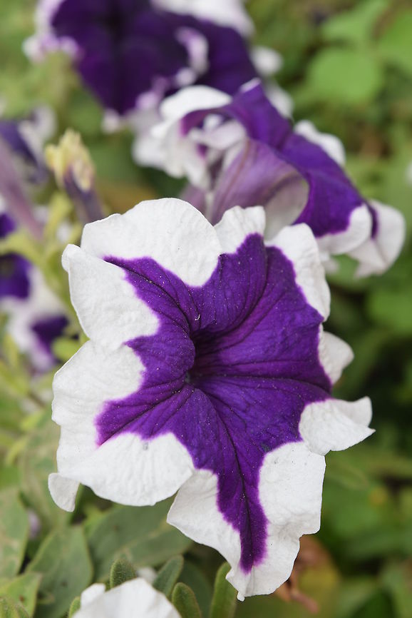 Petunia Petunia is blooming in the sunny Indian spring.  Garden Petunia,Geotagged,India,Petunia axillaris,Petunia × atkinsiana,Spring,Wild white petunia