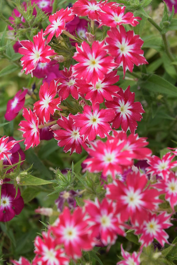 Flowers Blooming flowers in the hot Indian spring.  Annual Phlox,Geotagged,Phlox drummondii,Spring,United States