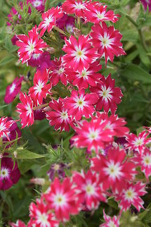 Flowers Blooming flowers in the hot Indian spring.  Annual Phlox,Geotagged,Phlox drummondii,Spring,United States