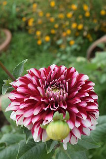 Flower Blooming flower in the hot Indian spring.  Dahlia x hortensis Guillaumin,Geotagged,India,Spring