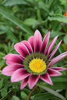Flower Blooming flower is in the hot Indian spring.  Gazania rigens,Geotagged,India,Spring