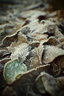 Frozen leaves Frozen leaves in the cold winter, London.  Geotagged,United Kingdom,Winter