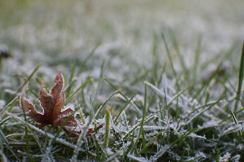 Frozen ground Frozen ground in the cold winter, London.  Geotagged,United Kingdom,Winter