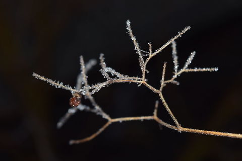Frozen bough A frozen bough in the cold winter, London.  Geotagged,United Kingdom,Winter