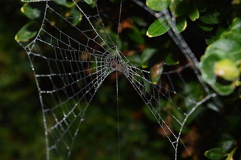 Frozen net Frozen spider net in the cold winter, London.  Geotagged,United Kingdom,Winter
