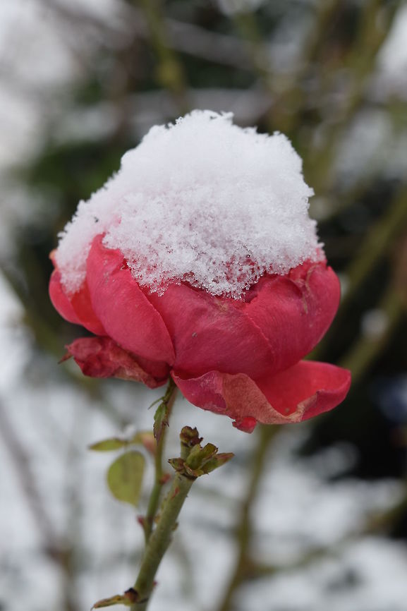 Rose under the snow coat Rose under the snow coat, London.  Geotagged,United Kingdom,Winter