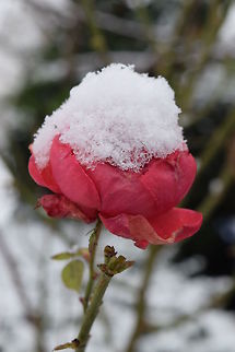 Rose under the snow coat Rose under the snow coat, London.  Geotagged,United Kingdom,Winter