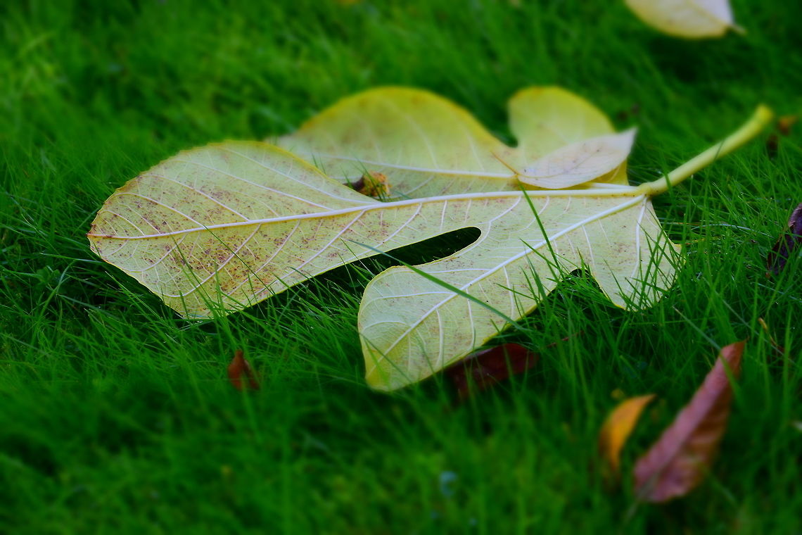 Fallen leaves Fallen leaves in the windy autumn.  Fall,Geotagged,United Kingdom