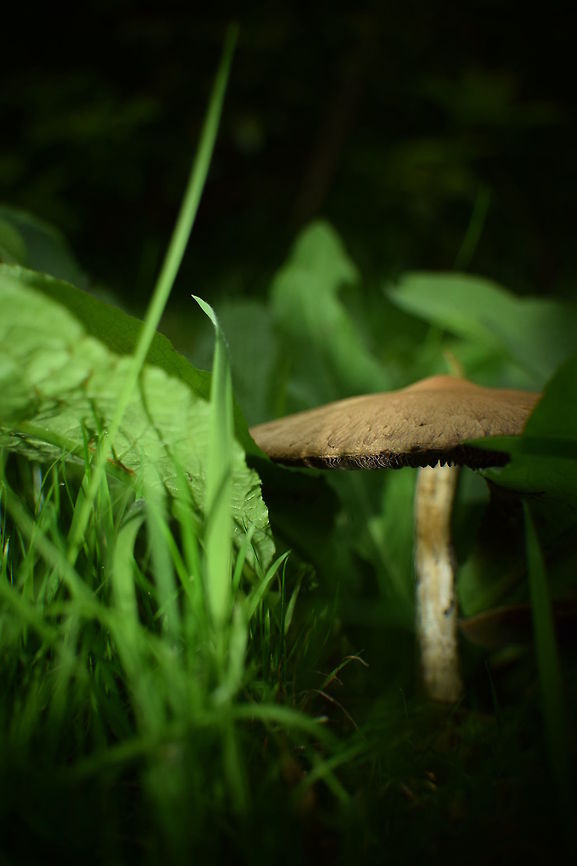 Mushroom Mushroom in autumn.  Geotagged,Summer,United Kingdom