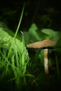 Mushroom Mushroom in autumn.  Geotagged,Summer,United Kingdom