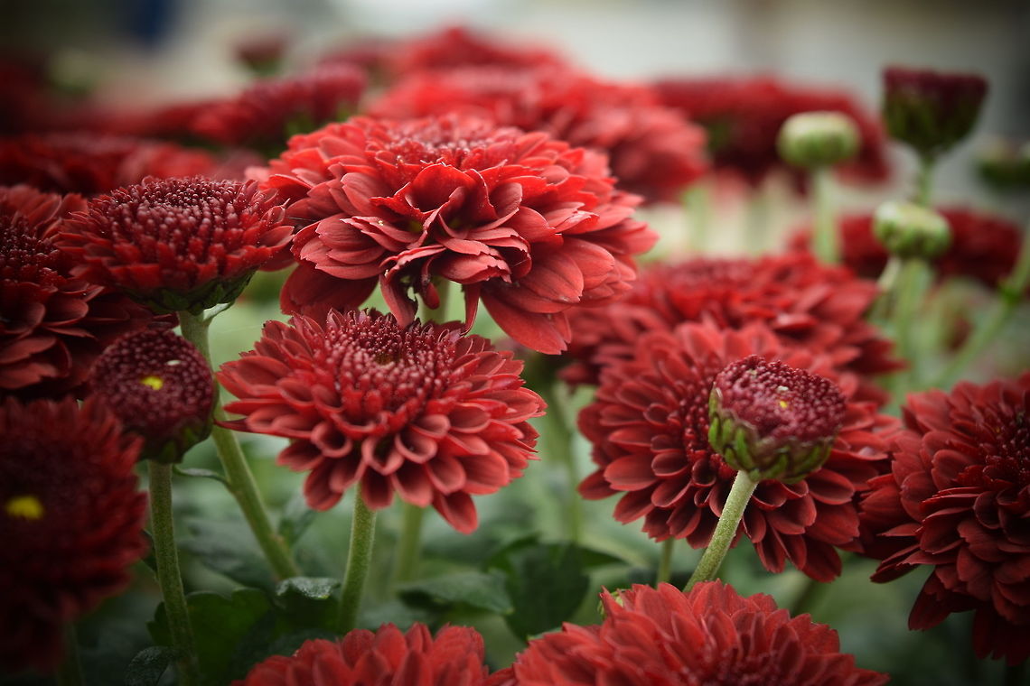 Flowers Blooming flowers.  Chrysanthemum morifolium,Fall,Geotagged,United Kingdom