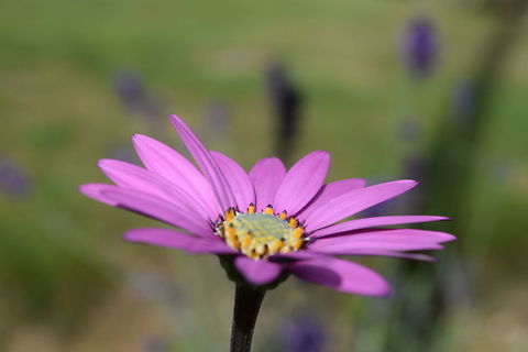 Flower Flower in the sunshine.  Blue-eyed African daisy,Dimorphotheca ecklonis,Fall,Geotagged,United Kingdom