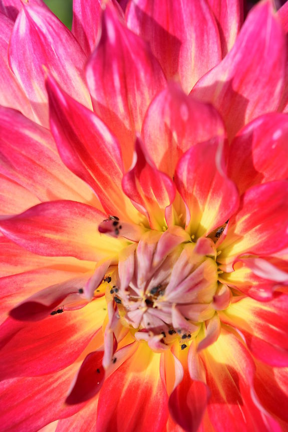 Flower Flower in the sunshine.  Dahlia x hortensis Guillaumin,Geotagged,Summer,United Kingdom