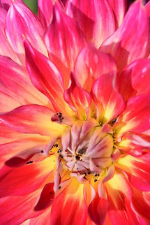 Flower Flower in the sunshine.  Dahlia x hortensis Guillaumin,Geotagged,Summer,United Kingdom