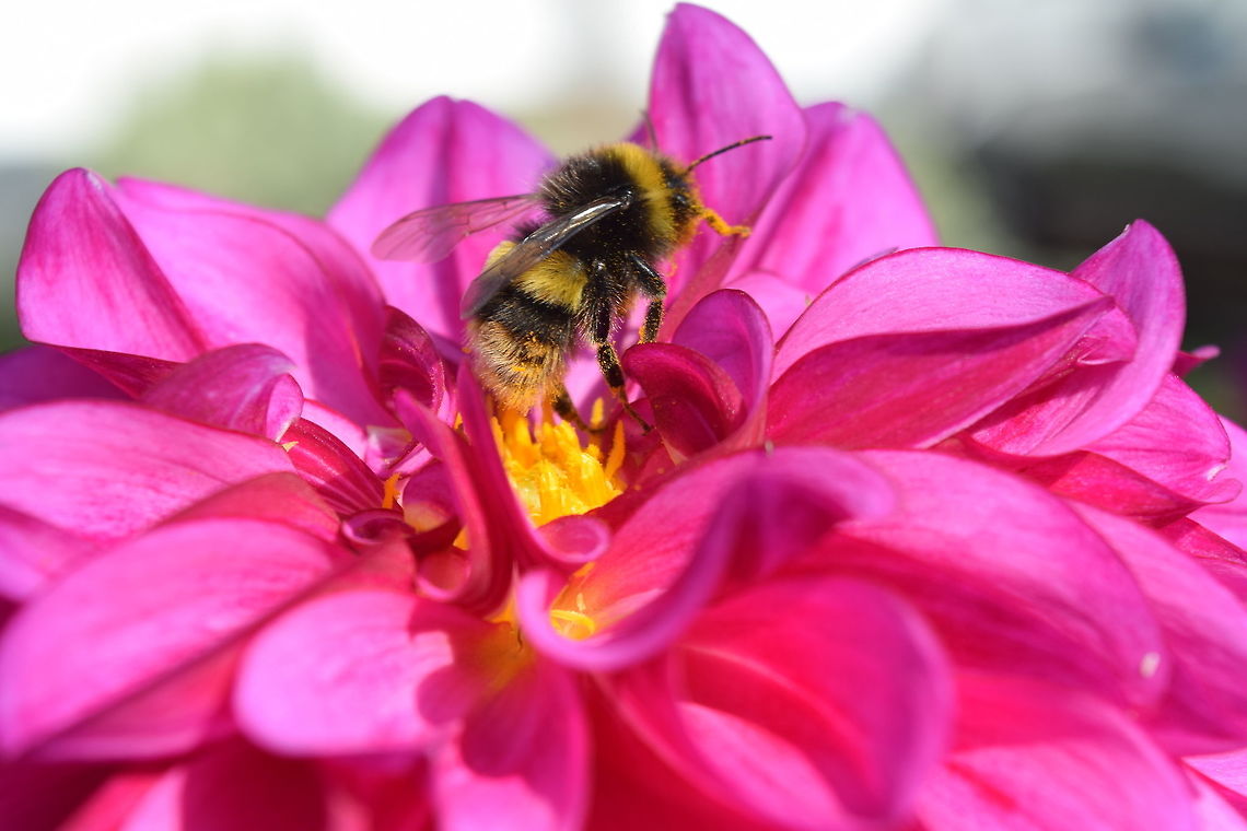 Bee A bee is working at the moment.  Geotagged,Summer,United Kingdom