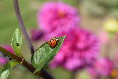 Coccinella Coccinella Geotagged,Harlequin ladybird,Harmonia axyridis,Summer,United Kingdom