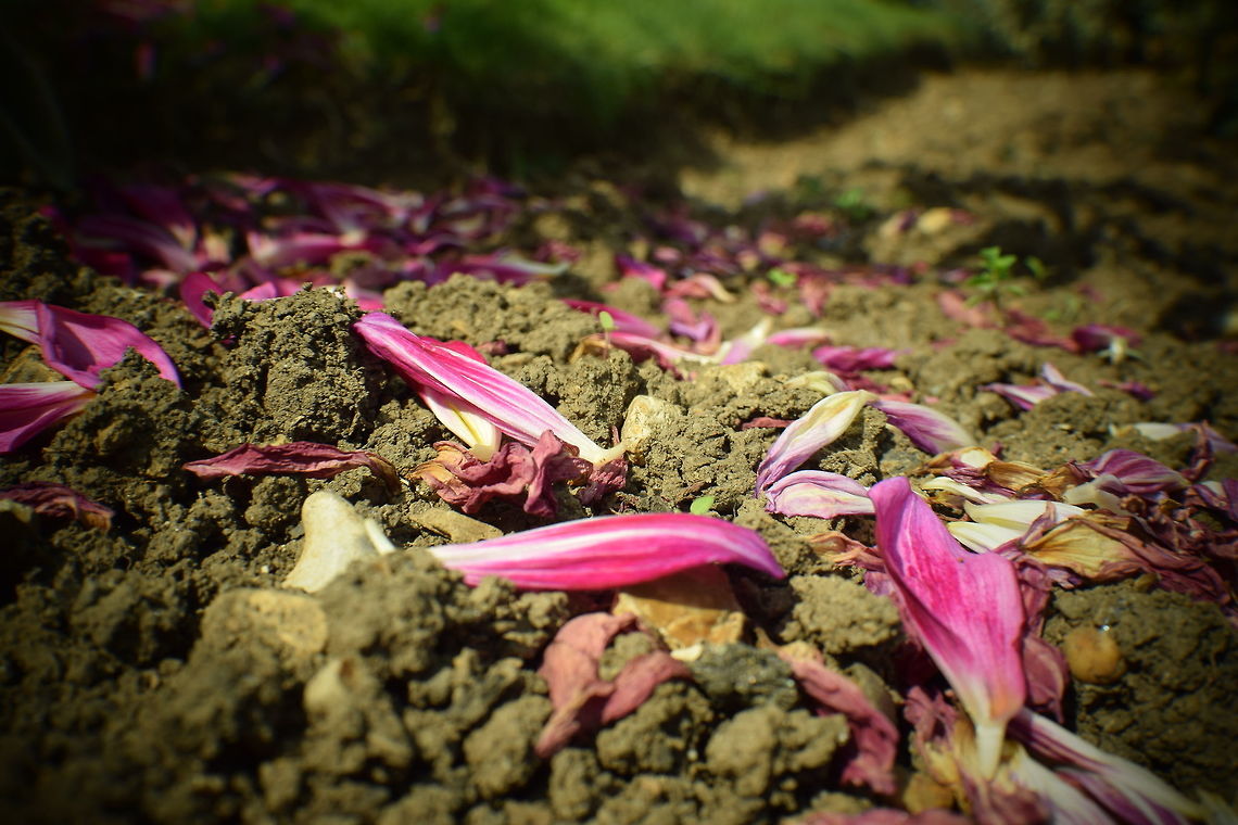 Leaves on the gound Fallen leaves are on the ground.  Geotagged,Summer,United Kingdom