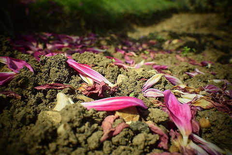 Leaves on the gound Fallen leaves are on the ground.  Geotagged,Summer,United Kingdom
