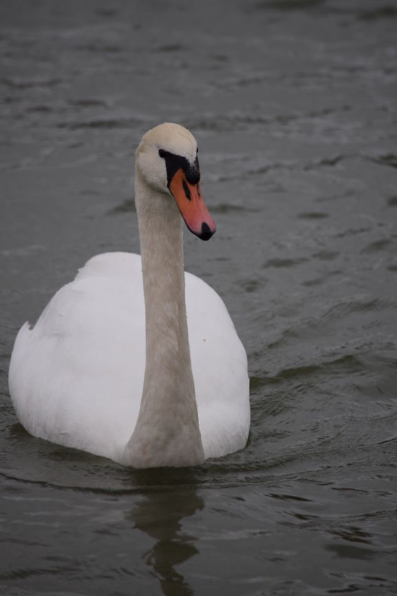 Swan A white swan is swimming close to me.  Cygnus olor,Fall,Geotagged,Hungary,Mute Swan