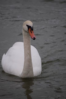 Swan A white swan is swimming close to me.  Cygnus olor,Fall,Geotagged,Hungary,Mute Swan