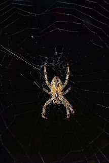 Spider Spider at night in its net. Geotagged,Summer,United Kingdom