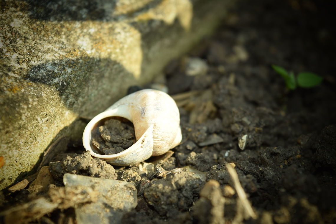 Snail shell An empty snail shell has been left beside the road.  Geotagged,Summer,United Kingdom