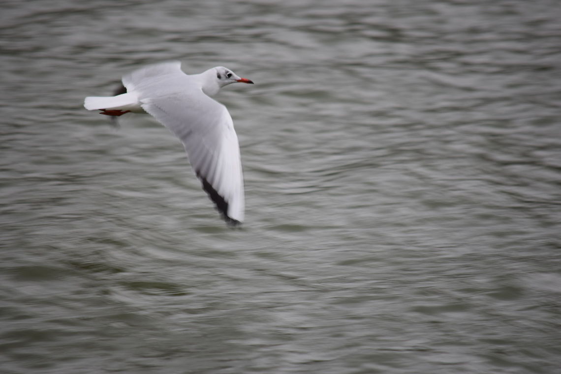 Seagull Seagull at the lake. Black-headed Gull,Chroicocephalus ridibundus,Fall,Geotagged,Hungary