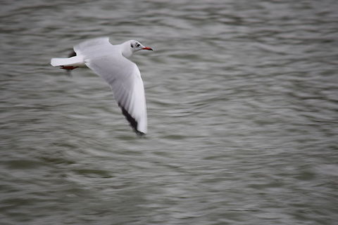 Seagull Seagull at the lake. Black-headed Gull,Chroicocephalus ridibundus,Fall,Geotagged,Hungary