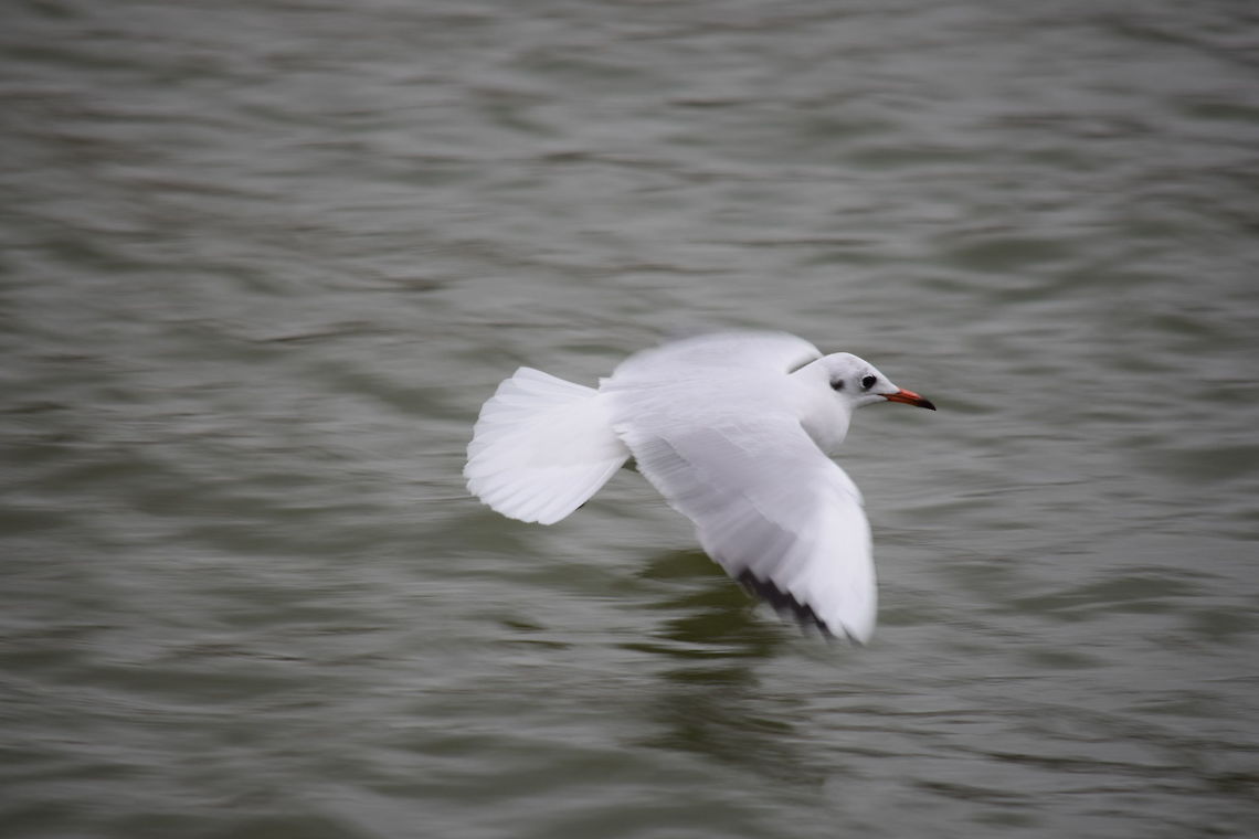 Seagull Seagull at the lake. Black-headed Gull,Chroicocephalus ridibundus,Fall,Geotagged,Hungary