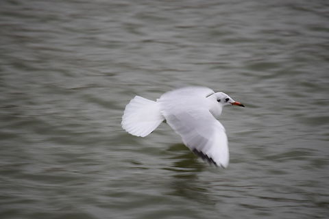 Seagull Seagull at the lake. Black-headed Gull,Chroicocephalus ridibundus,Fall,Geotagged,Hungary